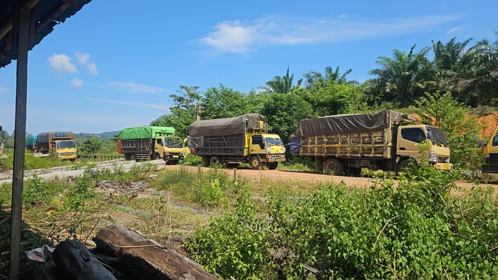 Informasi Sembilan Truk Bermuatan Rotan Ilegal Di Tangkap Di Ketapang Hoax