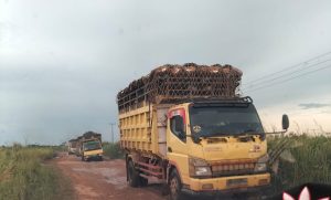 Truk Sawit PT. SKM Hancurkan Jalan Tanjungpura